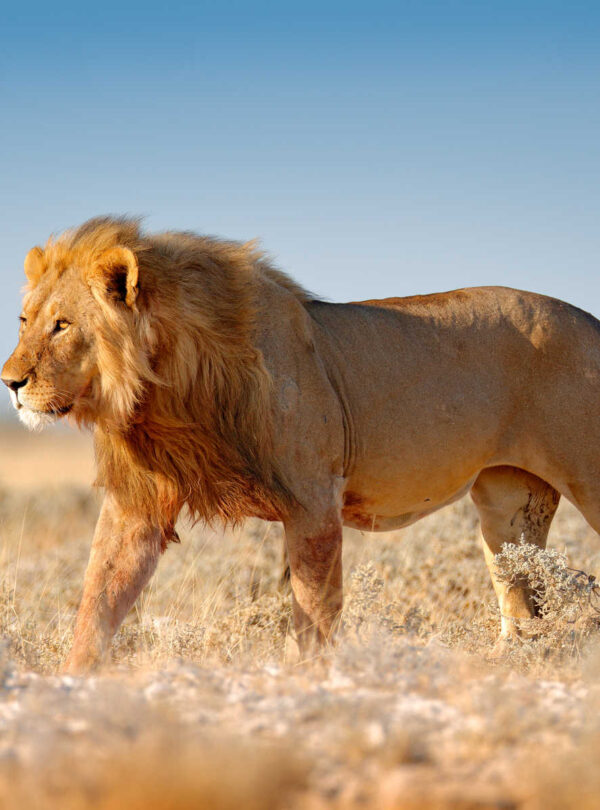 Tanzania Eco-Friendly Safaris