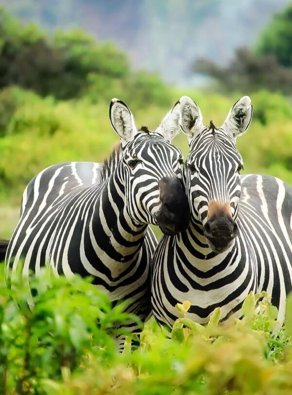 Mikumi-National-Park