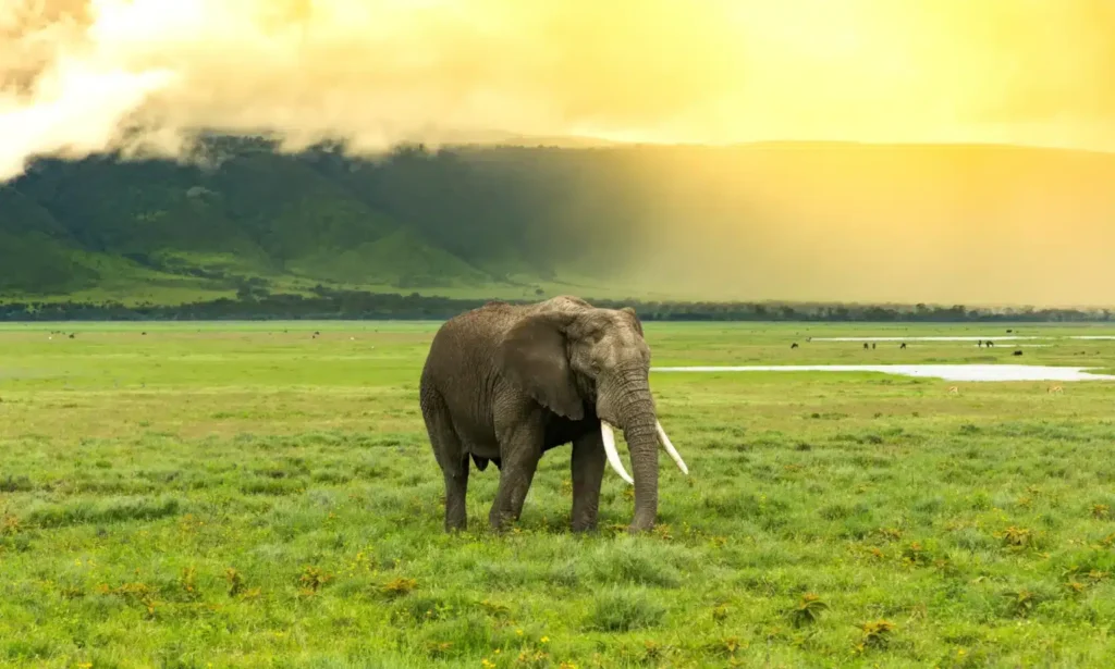 Tanzania Safari with Dutch Speaking Guide