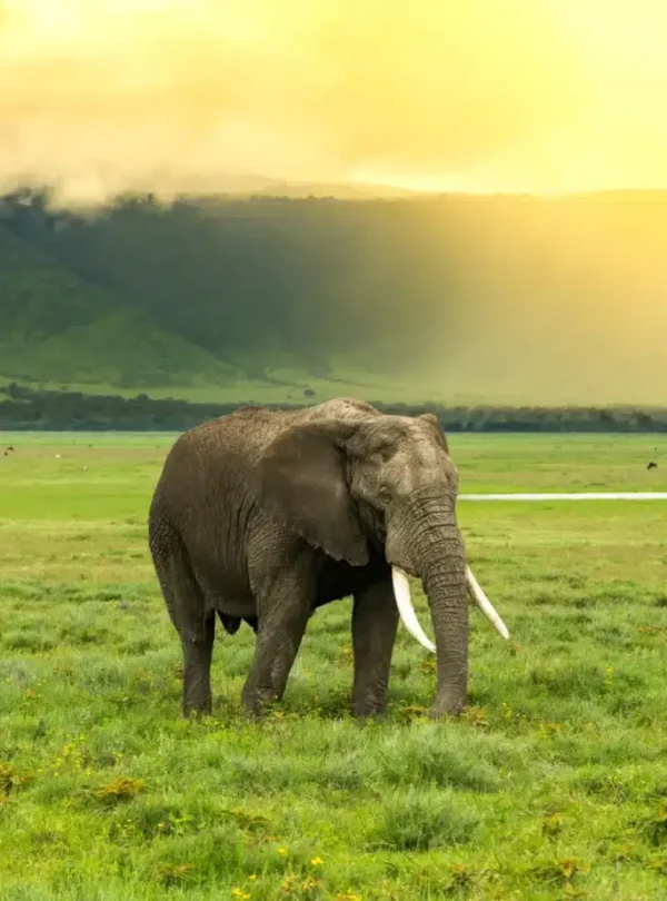 Tanzania Safari with Dutch Speaking Guide