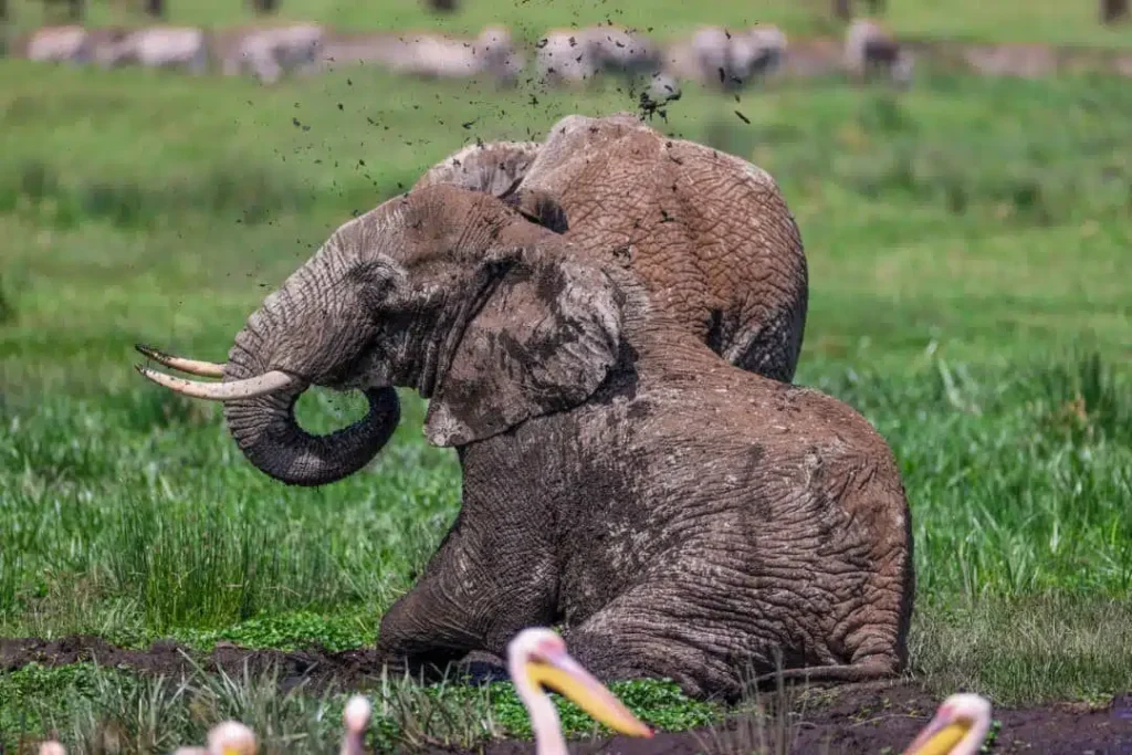 4 Days Tanzania Luxury Safari