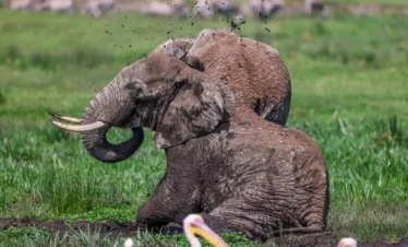 Local French Speaking Safari Guide In Arusha