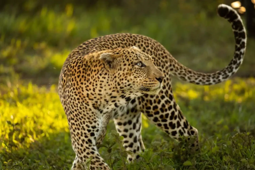3 Days Tanzania Luxury Safari