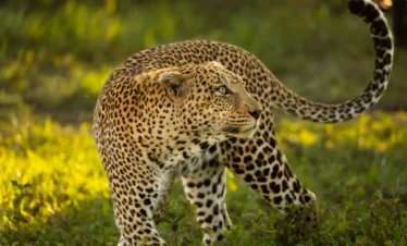 Best Tanzania Tours