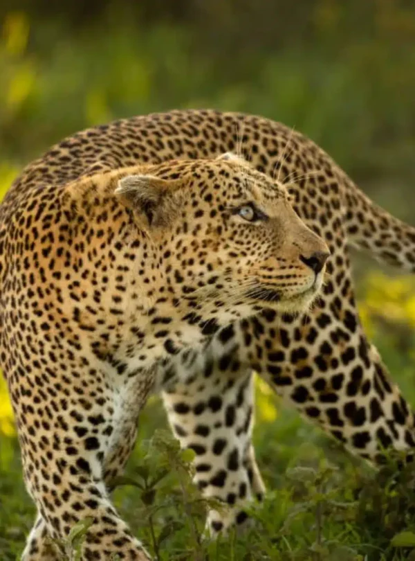 3 Days Tanzania Luxury Safari