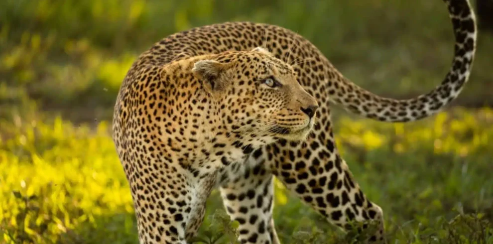 3 Days Tanzania Luxury Safari