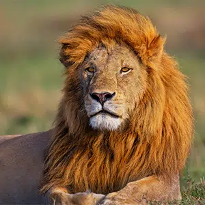 10 Days Tanzania Luxury