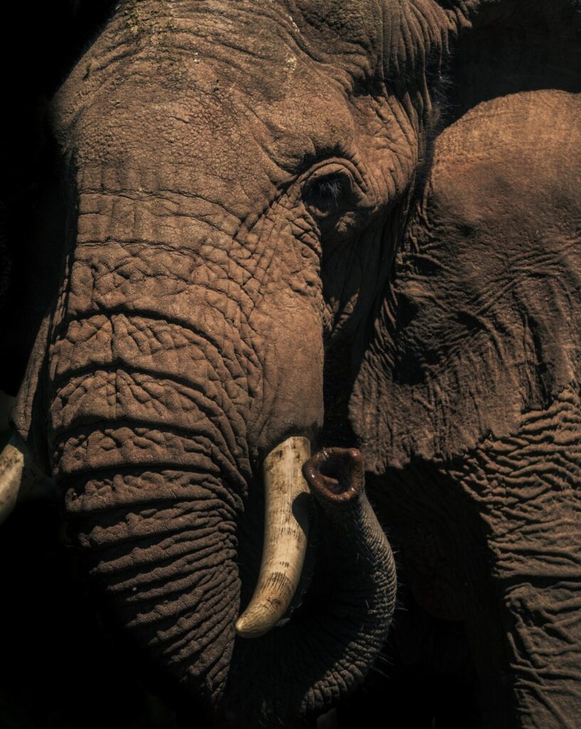 10 Days Tanzania Luxury Honeymoon Safari