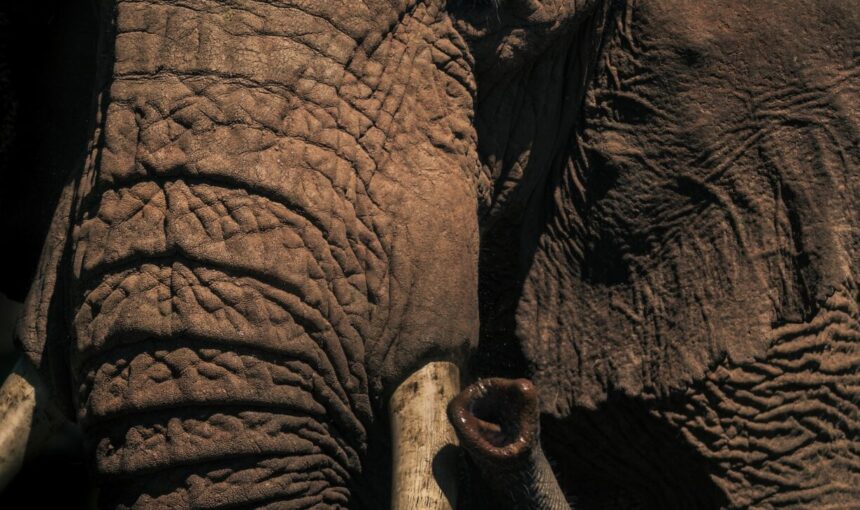Tanzania Travel