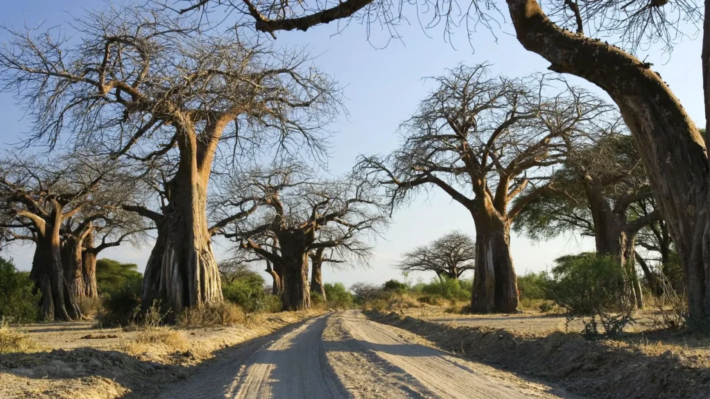Katavi National Park
