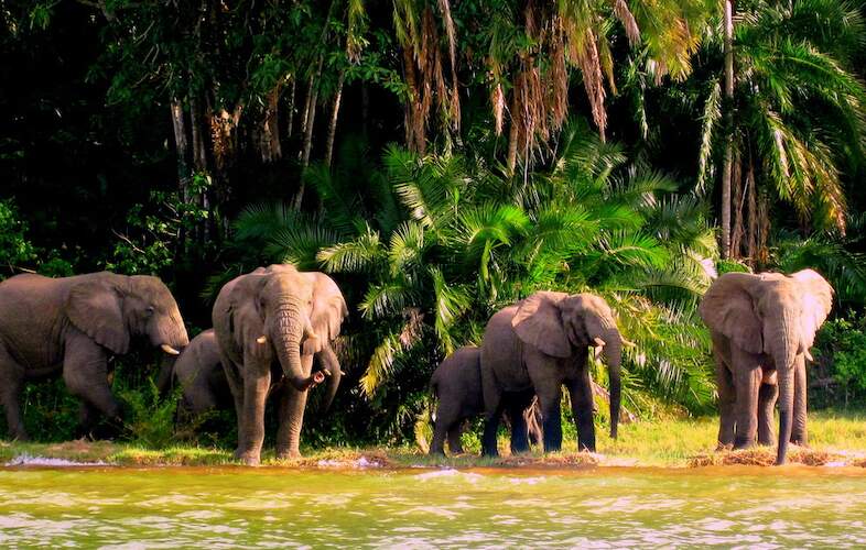 Rubondo Island National Park