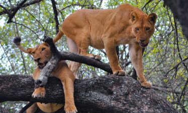 Serengeti National Park