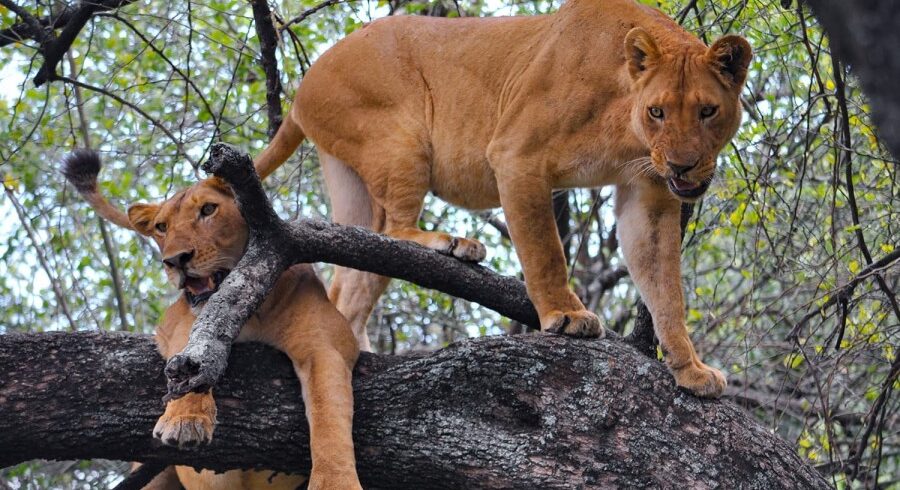 8 Day Tanzania Luxury Safari