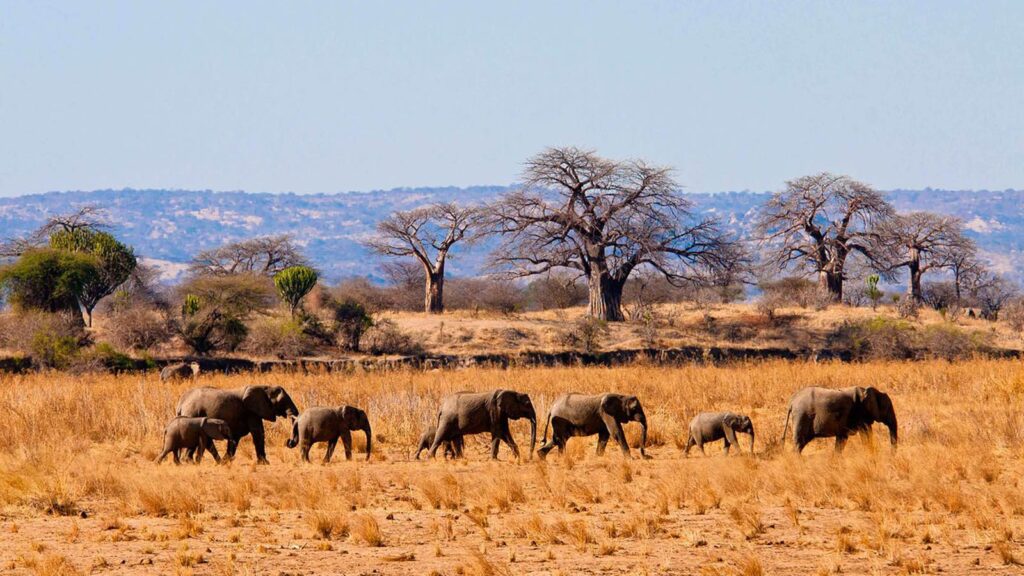 5 Days Tanzania Luxury Safari
