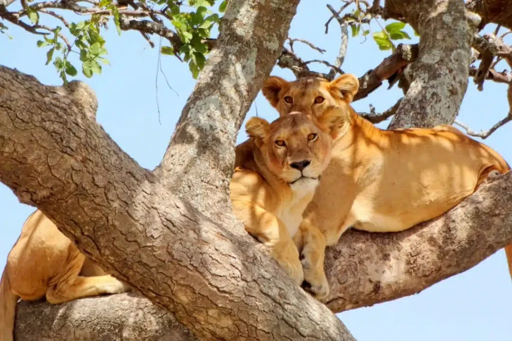 3 Days Tanzania Luxury Safari