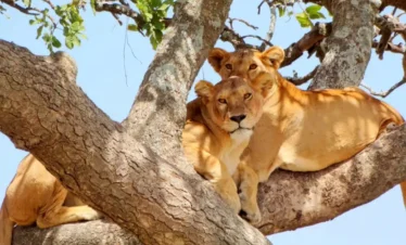 Tanzania Diabetic People Travel Safari And Tours