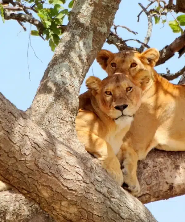 3 Days Tanzania Luxury Safari