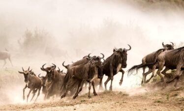 wildebeest migration