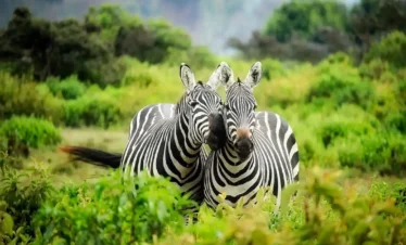 olaitoriani expeditions