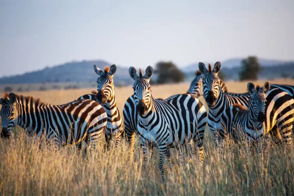 3 Days Tanzania Luxury Safari