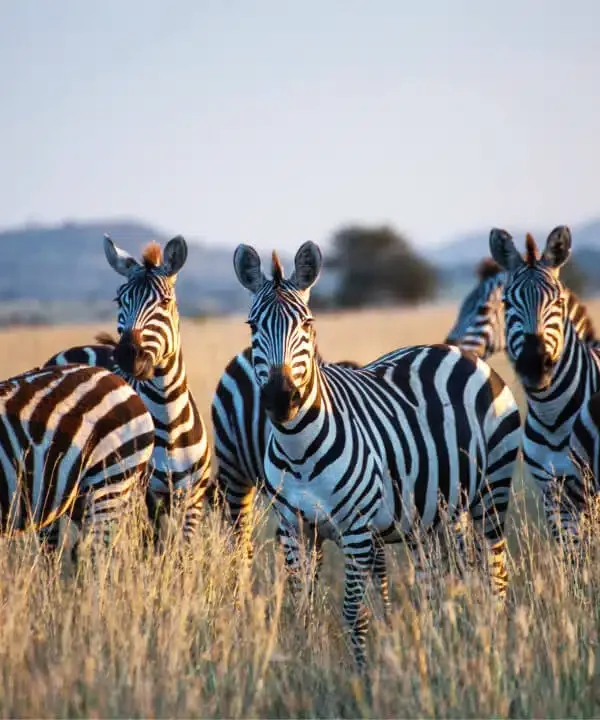 3 Days Tanzania Luxury Safari