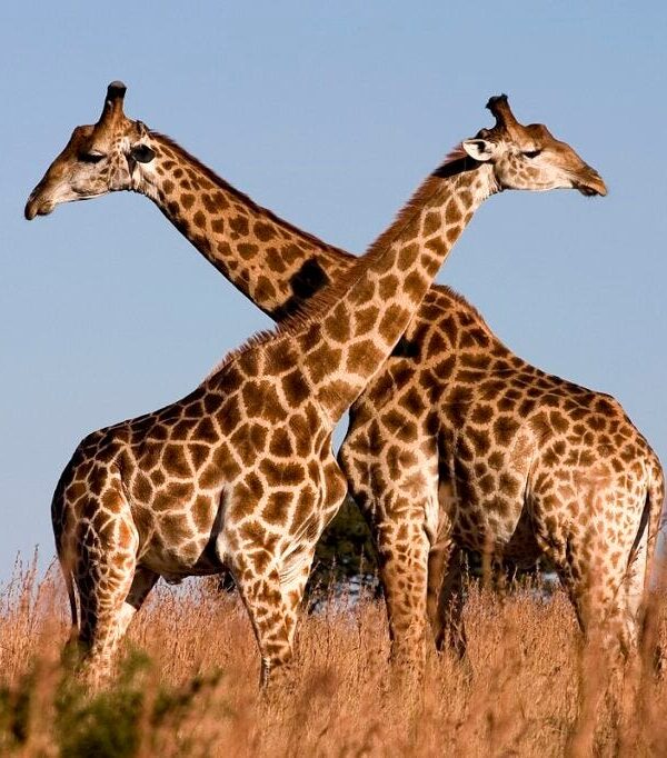 Best Tanzania Tours