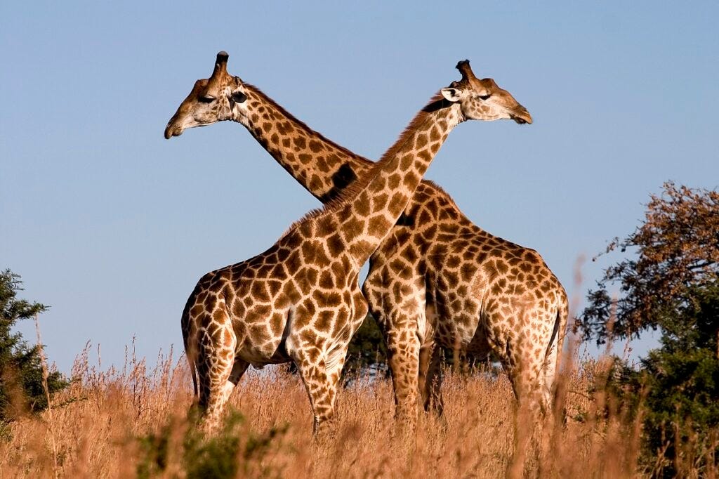 Best Tanzania Tours
