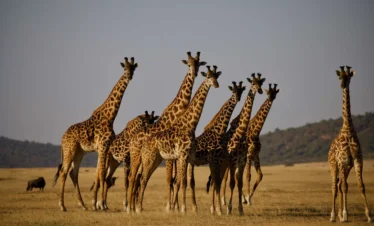 3 Days Tanzania Group Joining Safari