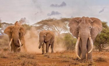 Tanzania Safari with Hindi-Speaking Guide