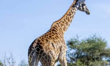 Tanzania Safari in January