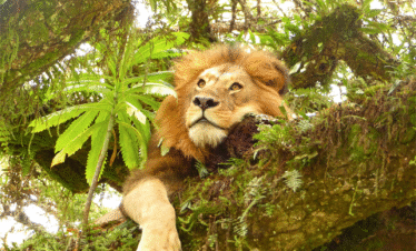 Last-Minute Travel Trip to Tanzania