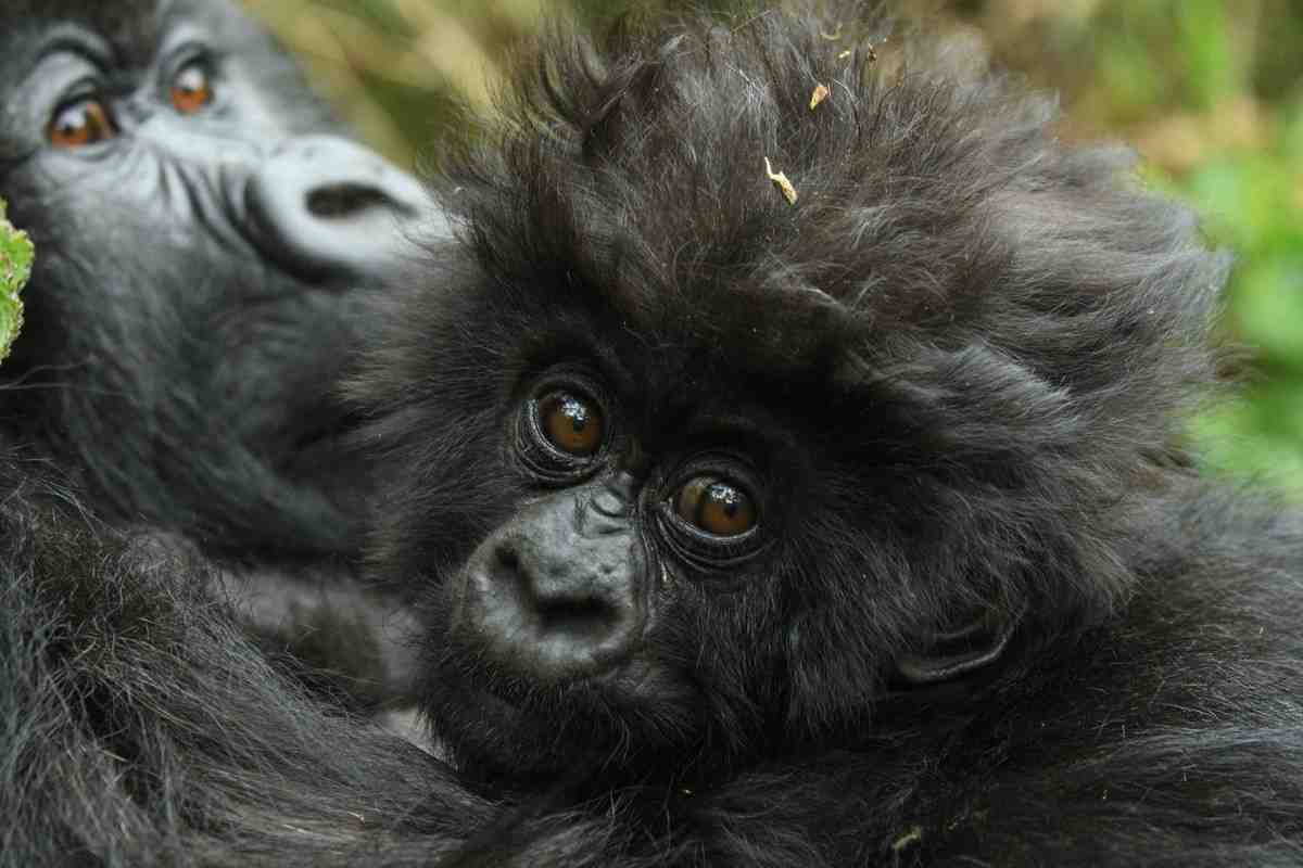 Rwanda Gorilla Tracking