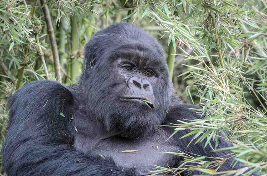 Rwanda Gorilla Tracking