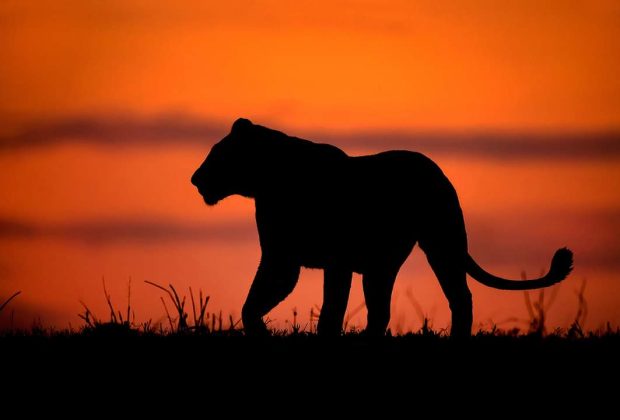 Tanzania Night Game Drive