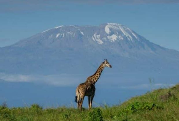 Tanzania Safari With Italian Speaking Guide