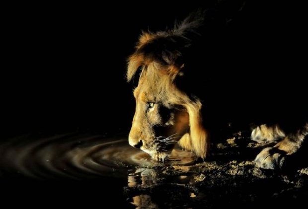 Tanzania Night Game Drive