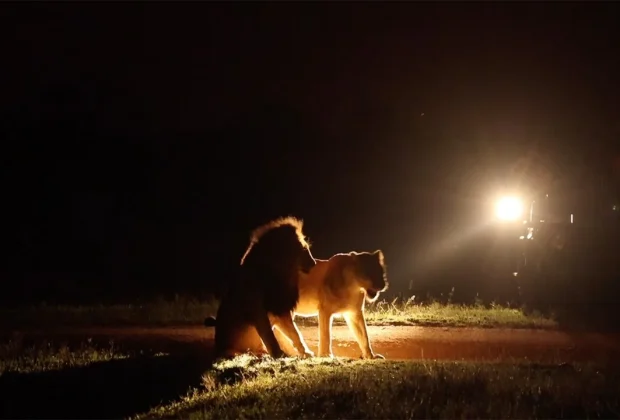 Tanzania Night Game Drive