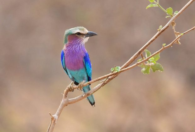 Tanzania Birdwatching Safari