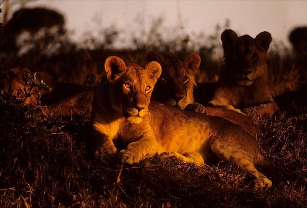 Best Local Travel Agency Tour Operator In Kenya