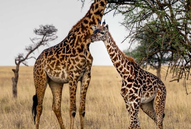 8 Days Tanzania Mid-Range Safari