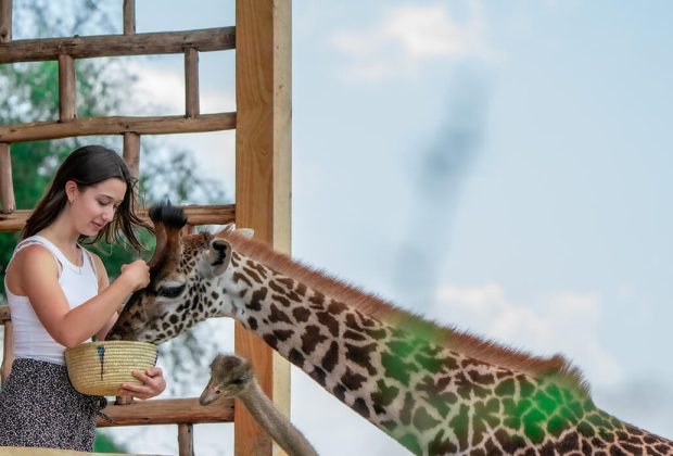 Serval Wildlife Sanctuary