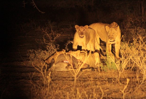 Tanzania Night Game Drive