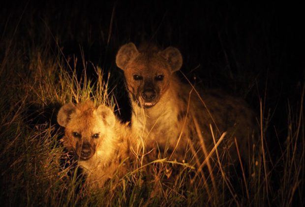Tanzania Night Game Drive