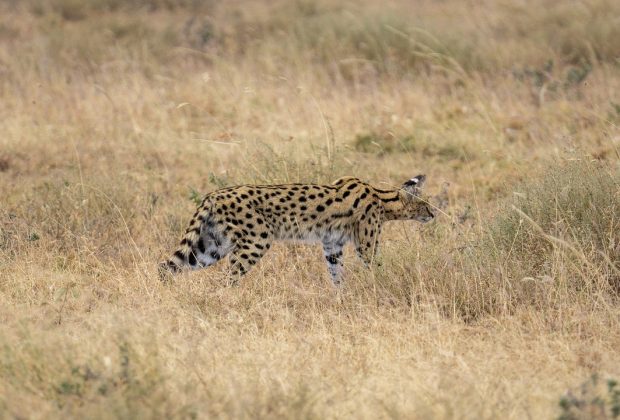 Serval Wildlife Sanctuary Tour